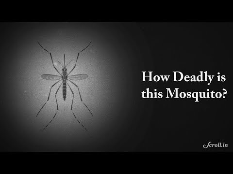 Aedes Aegypti: The Killer Mosquito
