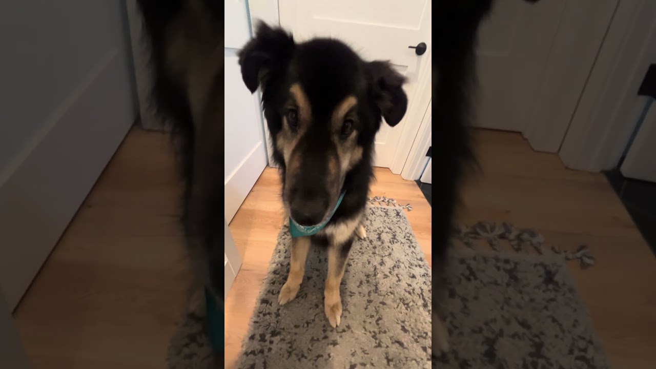 Enlarge Max, a Adoptable Shepherd in Upland, CA video 6/6