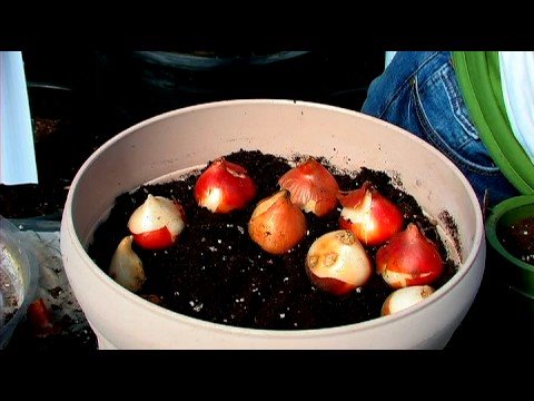 download lagu mp3 mp4 Big Ups Tulips, download lagu Big Ups Tulips gratis, unduh video klip Big Ups Tulips