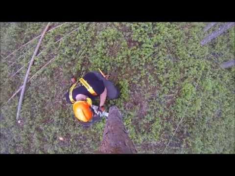 Männikön ensiharvennusta STIHL 231