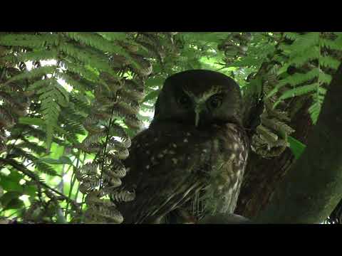 Morepork em Otari-Wilton Bush