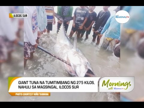 Mornings with GMA Regional TV: Higanteng Tuna, Nahuli