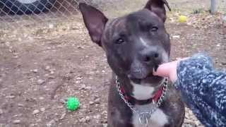 preview picture of video 'Adopt HENNESSEY: Humane Society, Tinton Falls, NJ'