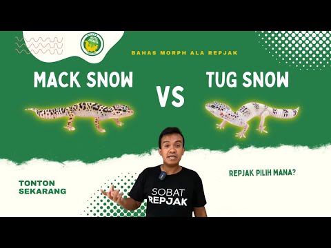 Tug Snow Leopard Gecko