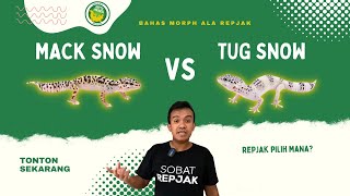 3 PERBEDAAN MACK DAN TUG SNOW LEOPARD GECKO