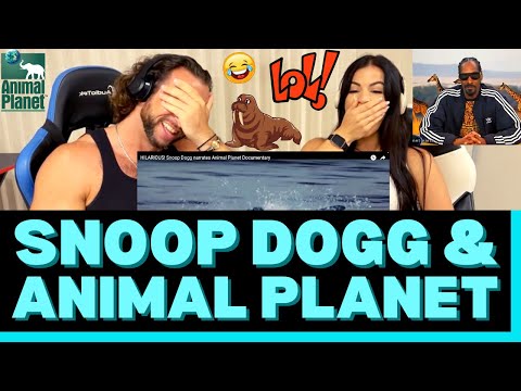 First Time Reaction to Snoop Dogg narrating Animal Planet - THEY NEED TO HIRE SNOOP FULL TIME! 😂
