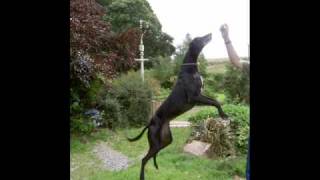 Teddy- My Greyhound!!!