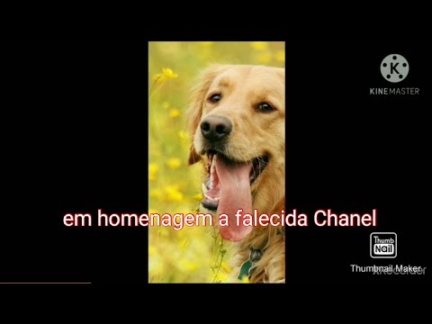 A homenagem pela  maior cachorra desse mundo Chanel