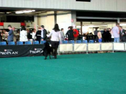 Internationale rashonden tentoonstelling AHOY Show Rotterdam Hovawart