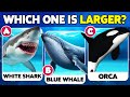 How Good Is Your Knowledge Of SEA ANIMALS General Knowledge Trivia Quiz