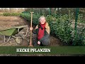 Anleitung zum Pflanzen einer Kirschlorbeer Hecke - Standort, Pflanzung, Ansprüche