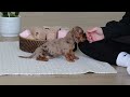 Miniature Dachshund dogs for sale: Bella - Video 1
