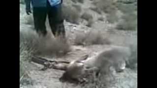 preview picture of video 'Cruel murder of a hyena in Iran قتل بیرحمانه یک کفتار در ایران'