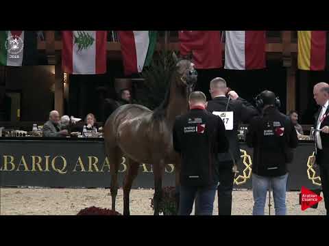 N.147 POTENTILLA - Lier 2018 - 6-7 Years Old Mares (Class 8)