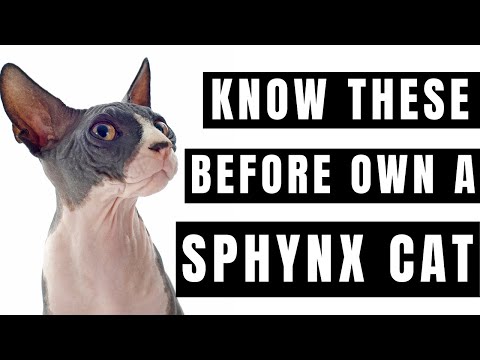 Sphynx cat- What You NEED to Know Before Owning!!