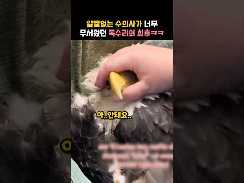 얄짤없는 수의사가 너무 무서웠던 독수리의 최후ㅋㅋ #동물 #독수리