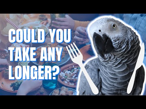 African Grey's can be so demanding at dinner time | Gizmo the Grey Bird | Best Talking African Grey