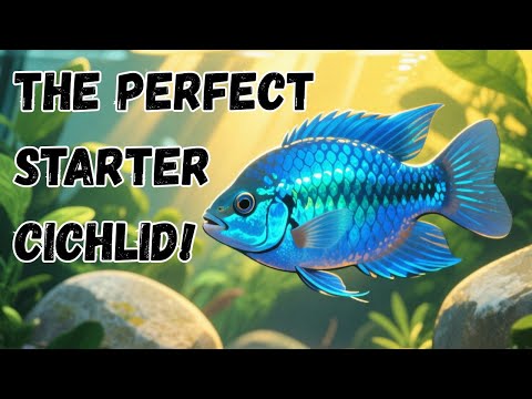 Why Everyone Loves the Electric Blue Acara