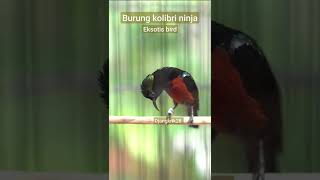Download lagu PANCINGAN KONIN BAHAN AGAR CEPAT GACOR BURUNG ASLI INDONESIA EKSOTIS BIRD mp3