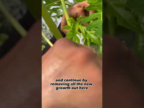 Tricks to Growing Bigger and Better Papayas with Jorge from Jorge’s Hidden Gardens!