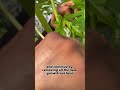 Tricks To Growing Bigger And Better Papayas With Jorge From Jorge S Hidden Gardens