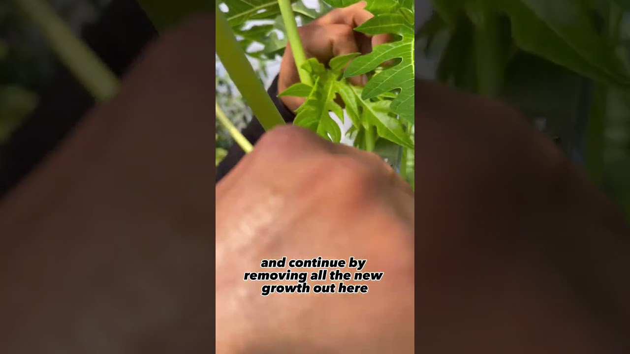 Tricks to Growing Bigger and Better Papayas with Jorge from Jorge’s Hidden Gardens!