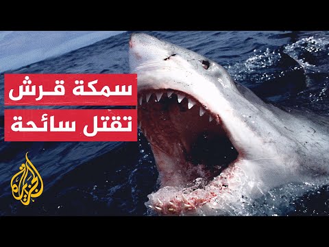 بالفيديو..هجوم سمكة قرش على سائحة نمساوية في مصر