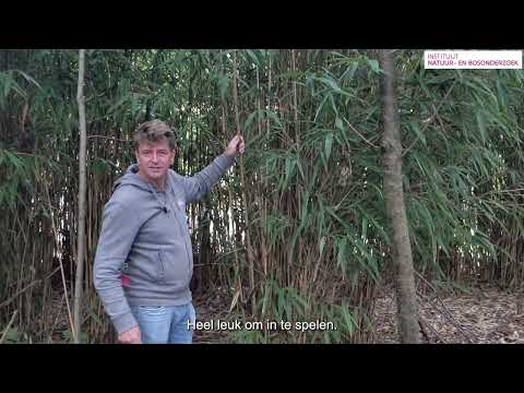 Week van het Bos - op zoek naar invasieve uitheemse planten in het bos