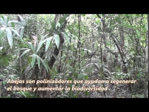 Video 6   Reforestación con apicultura