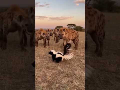 💨😂Skunk Releases a Massive Gas Blast and Flies Away from Hyenas!