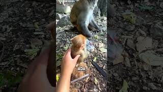 Download lagu Baby Monkey's Reaction When Captured, Turns Out This Is How It Was #youtubeshorts #shorts #animal... mp3 Download lagu Baby Monkey's Reaction When Captured, Turns Out This Is How It Was #youtubeshorts #shorts #animal... mp3