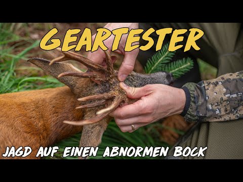 Geartester - Jagd auf einen abnormen Rehbock