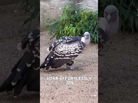 Rüppell's Griffon Vulture — Highest Flying Bird in the World