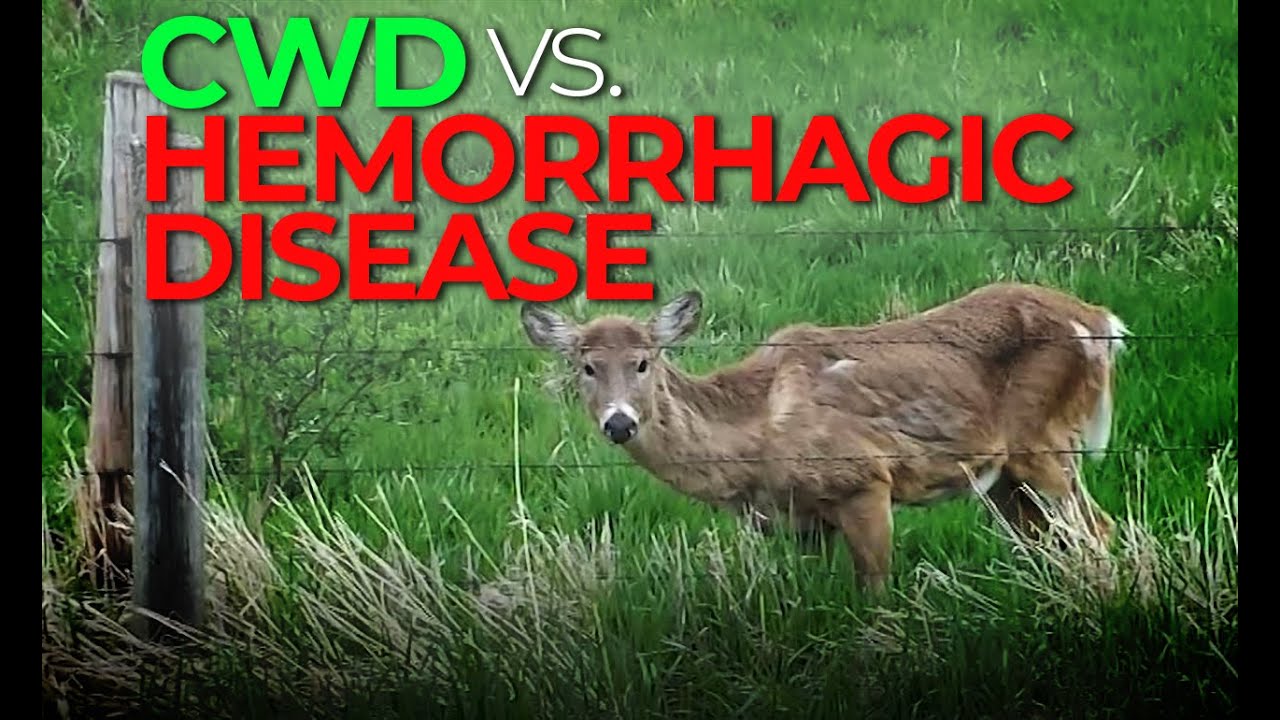 Hemorrhagic Disease vs. CWD
