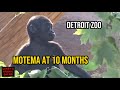 Motema S Big Summer Detroit Zoo Baby Gorilla Part 3