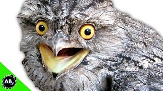 Night Creatures! TheConservationFiles - Ep. 5 : AnimalBytesTV