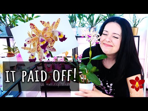 When good decisions pay off! - Orchid Updates that boost confidence!
