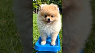 Spitz Alemão Descobrindo o Brinquedo Pela Primeira Vez 🐕❤️ 🐾