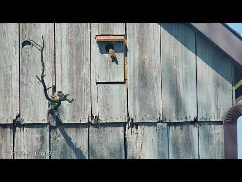 Sparrows Investigate Kestrel Box Entrance – May 15, 2019