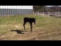 2012 ApHC Colt By Chocolatey For Sale
