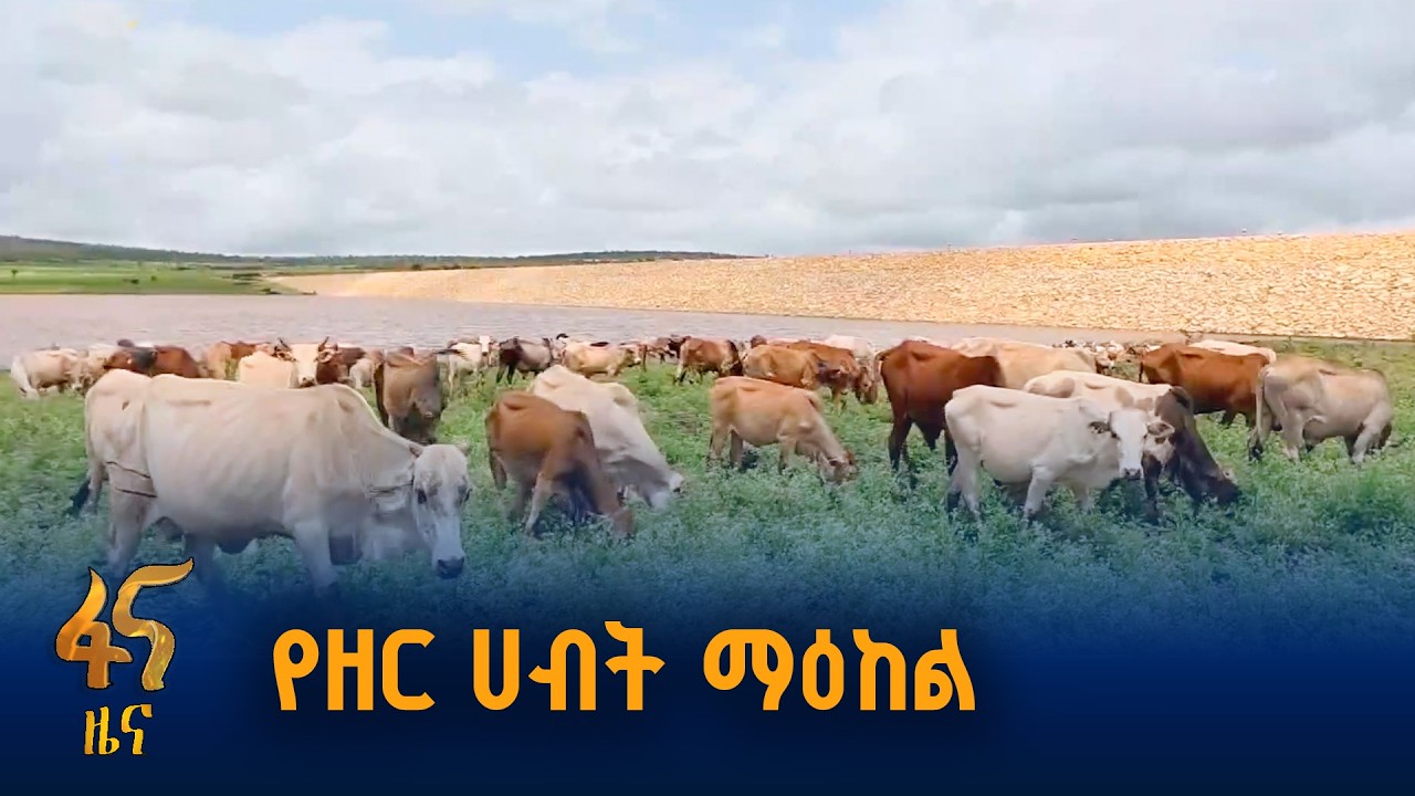 የዳልጋ ከብት ዝርያዎችን መታደግ