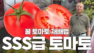 SSS+ 등급의 꿀토마토를 이렇게나 많이 재배한다?! 고수의 비법을 파헤쳐 보자구요! (feat. 메소나, …