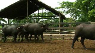 preview picture of video 'Lote 9 Bufalas de vientre expuestas a toro de 407.92 kg 14 animales de Planeta Rica remate abril 26'