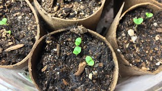 Using Toilet Paper Roll to Start Seeds - Growing Basil & Calendula from Seeds