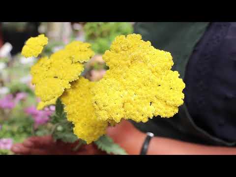 download lagu mp3 mp4 Flowering Bushes For Sun, download lagu Flowering Bushes For Sun gratis, unduh video klip Flowering Bushes For Sun