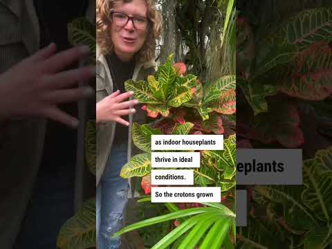 A lesson from a trip to the 🪴conservatory. #plants #shortsvideo #youtubeshorts #plantcare