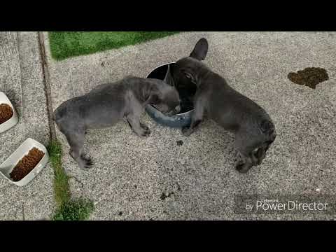 Two little rascals