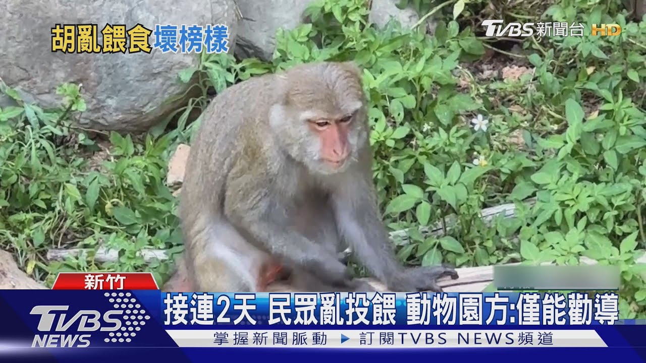小朋友餵猴子大人竟不管 園方急廣播制止