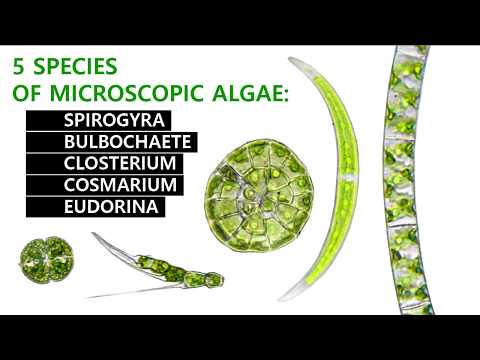 5 SPECIES OF MICROSCOPIC ALGAE: Spirogyra, Closterium, Cosmarium, Bulbochaete, Eudorina