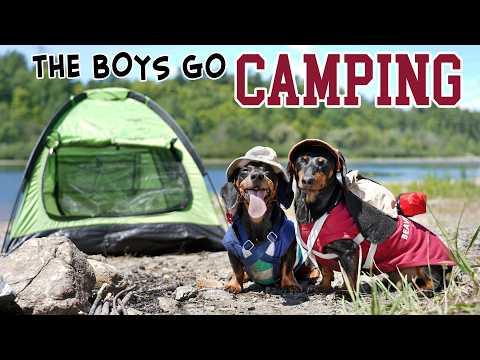Ep 11: Crusoe & Oakley Meet BIGFOOT! — (Cute Funny Dog Camping Trip)